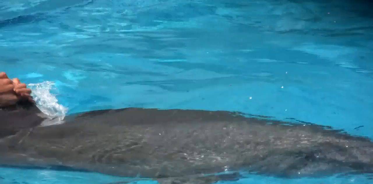 Candid-HD Videos Amazing Dolphin Encounter - 1